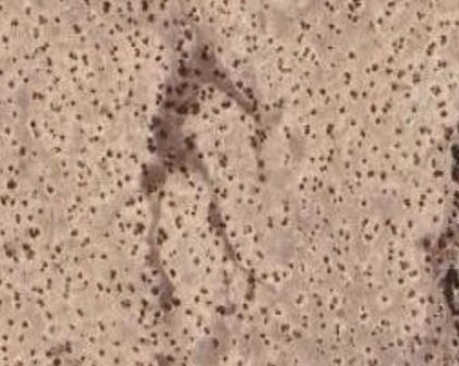 Ocotillo Road Unit 7, Buckeye