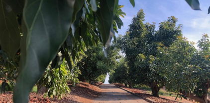 1313 Rice Canyon Rd, Fallbrook