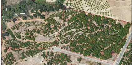 Camaron, Temecula