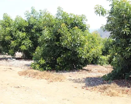 4 Via Vaquero, Temecula