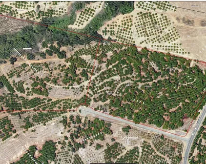 Camaron, Temecula