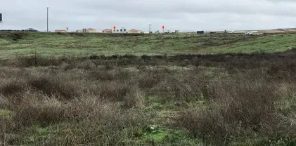 Guava, Murrieta