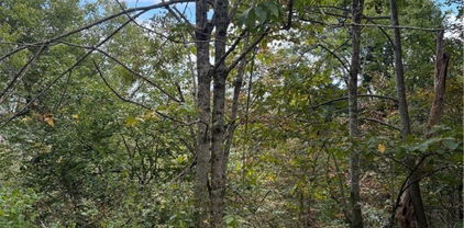 TDB Nettles Ridge Road, Banner Elk