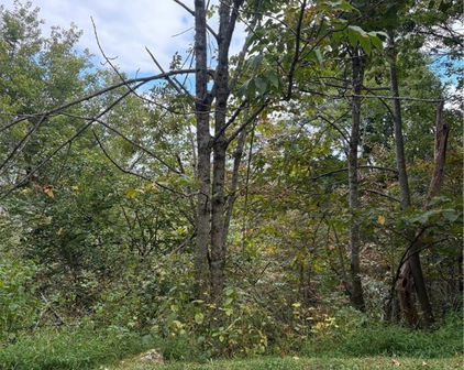 TDB Nettles Ridge Road, Banner Elk