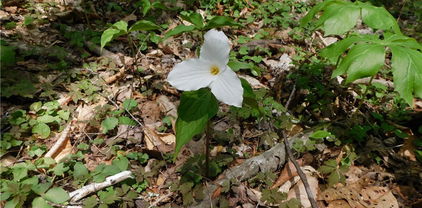 TBD Lot 26 Black Bear Trail, Linville