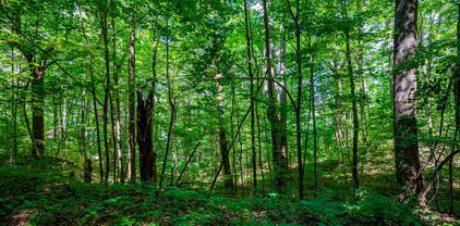 Lot 29 Marta Lane, Zionville