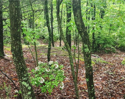 tbd Flat Mountain Road, Lenoir