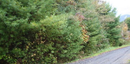 LOT 20 Chestnut Creek Road, West Jefferson