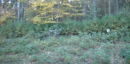 Lot 5 Pine Chase, Glade Valley
